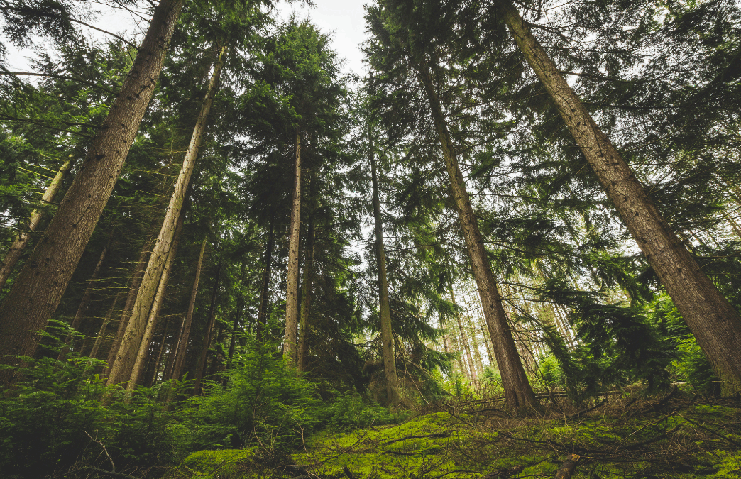 🌲 Giornata Internazionale delle Foreste: un patrimonio da custodire
