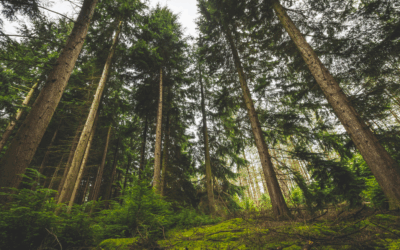 🌲 Giornata Internazionale delle Foreste: un patrimonio da custodire